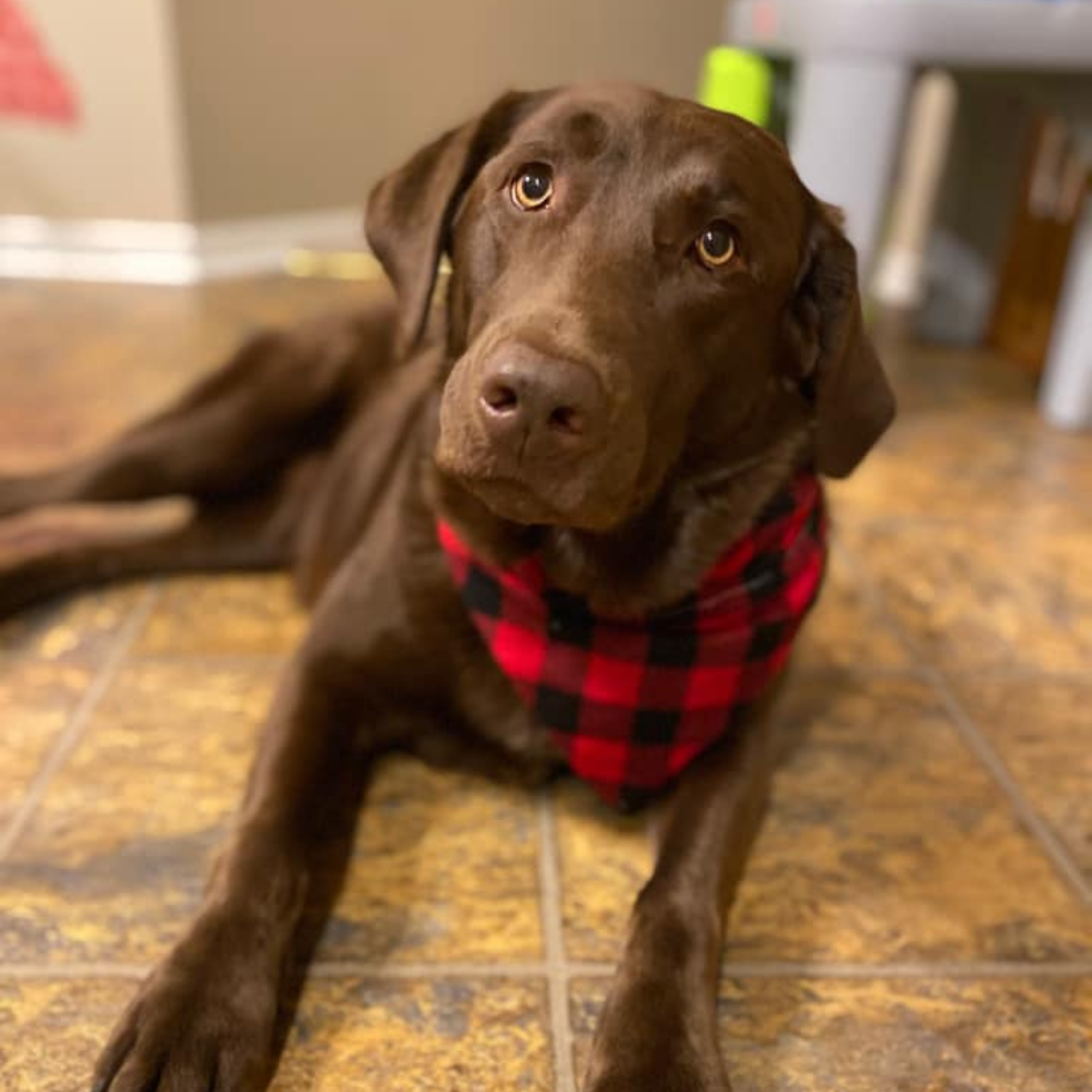 Buffalo Dark Red Black Dog Bandana
