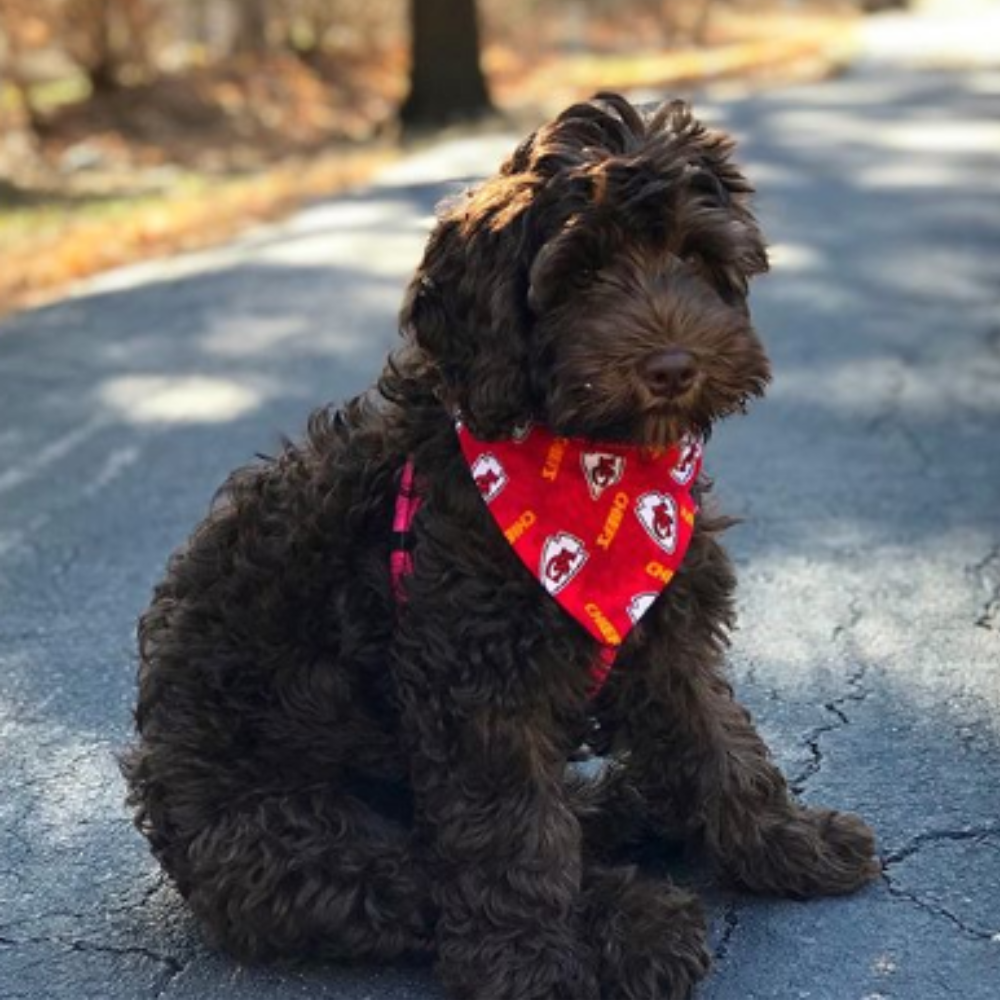 Kansas City Chiefs Flannel Dog Bandana