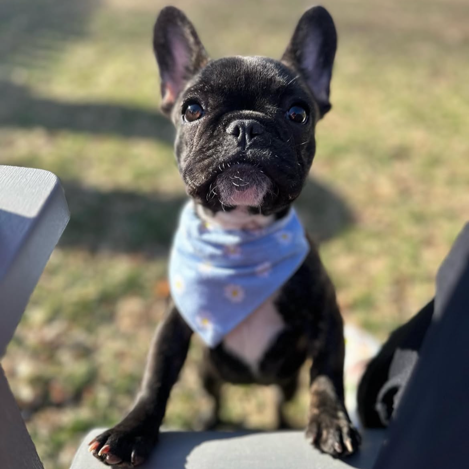 Blue Daisy Dog Bandana