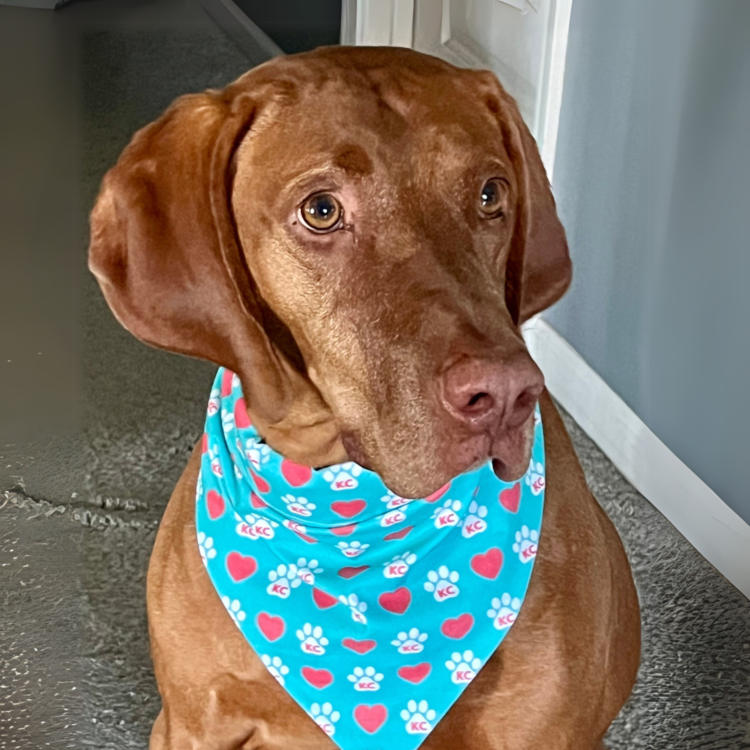 Teal KC Paws and Hearts Dog Bandana