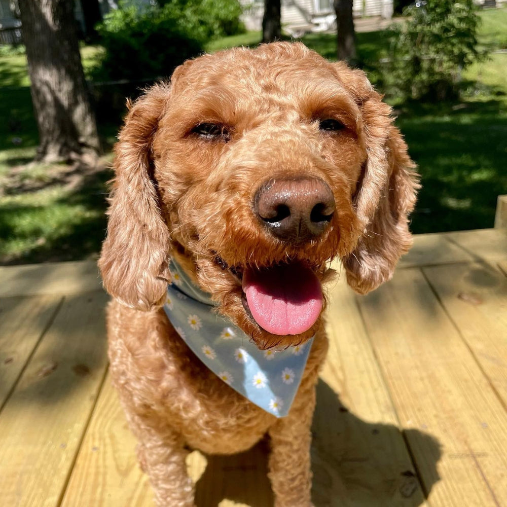 Blue Daisy Dog Bandana