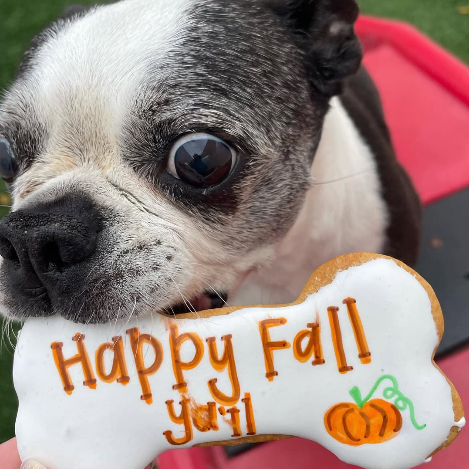 Happy Fall Yall Jumbo Dog Cookie