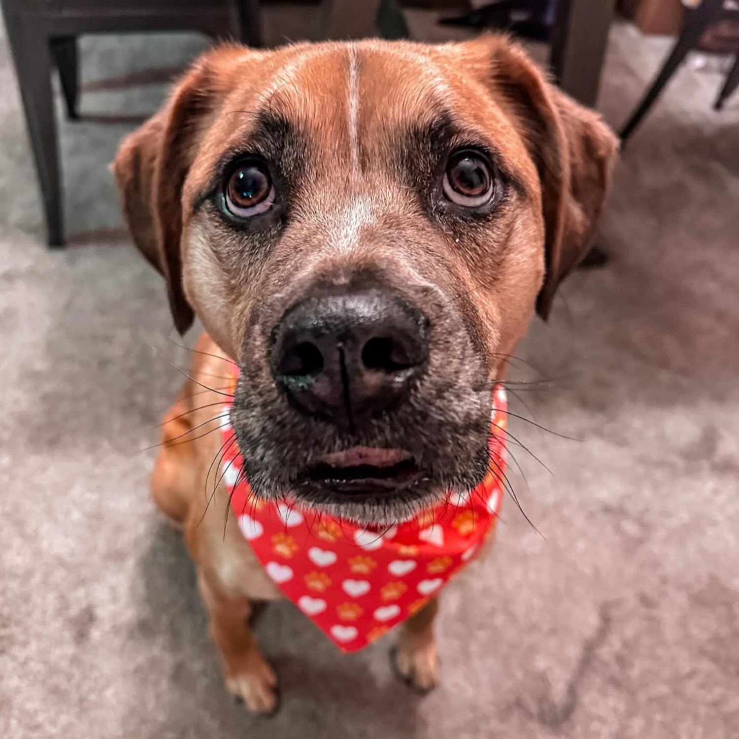Red KC Heart Dog Bandana
