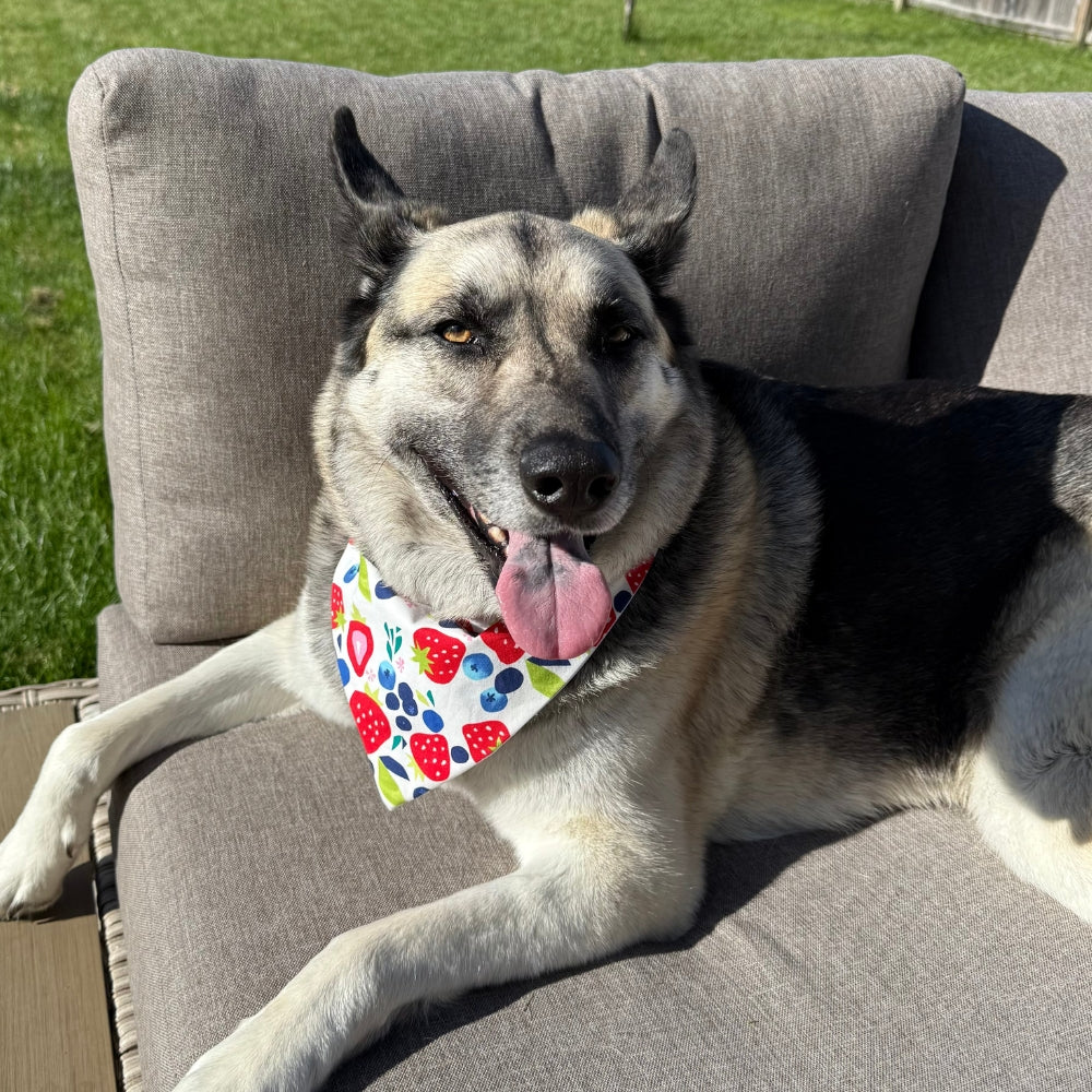 Sweet Strawberries Dog Bandana