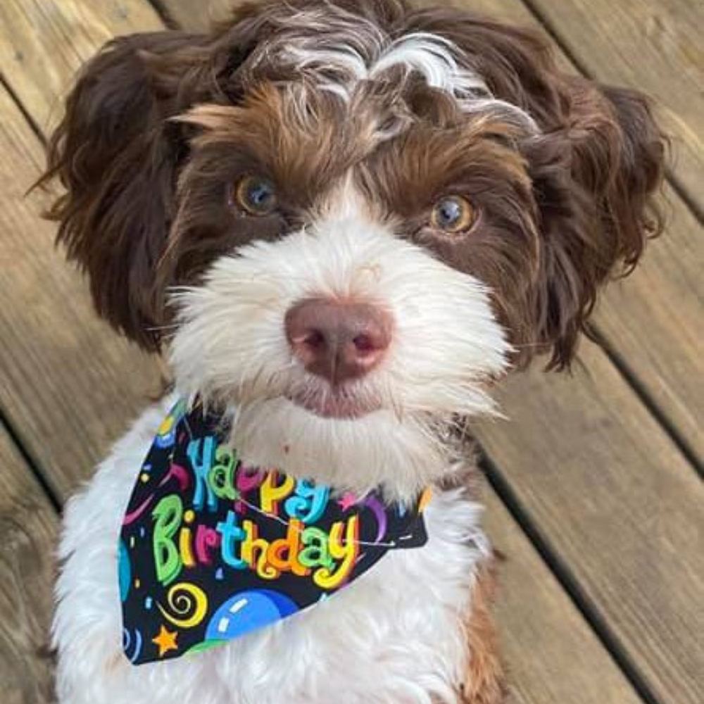 Happy Birthday Dog Bandana