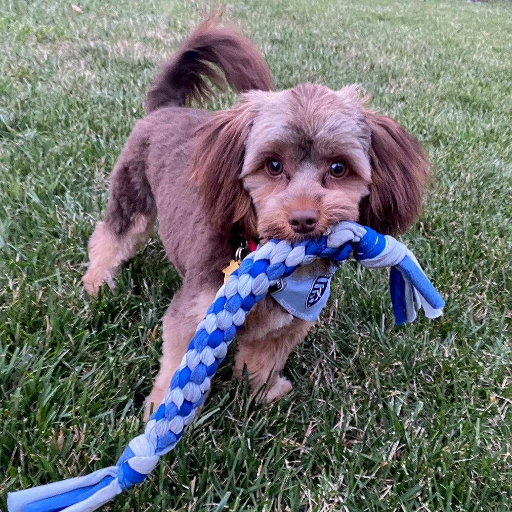 Dog Pull Toy