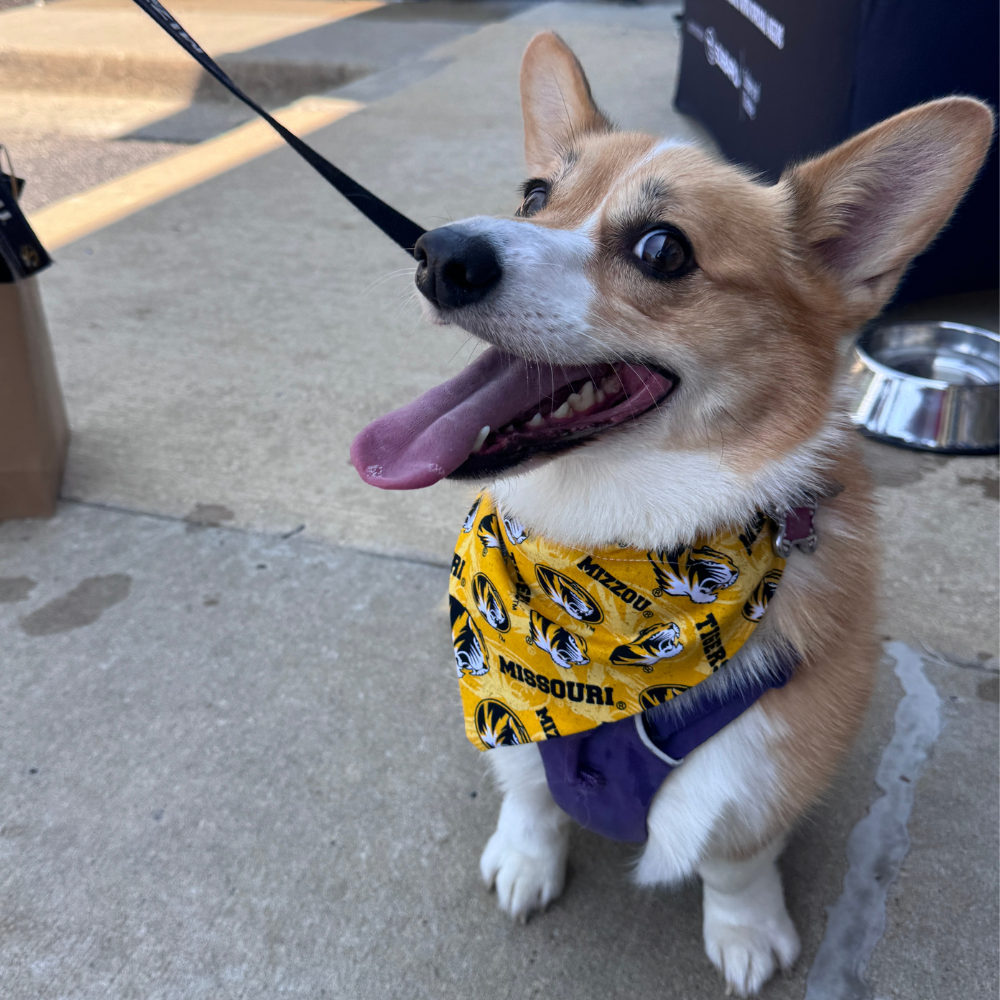 University Of Missouri Tigers Dog Bandana