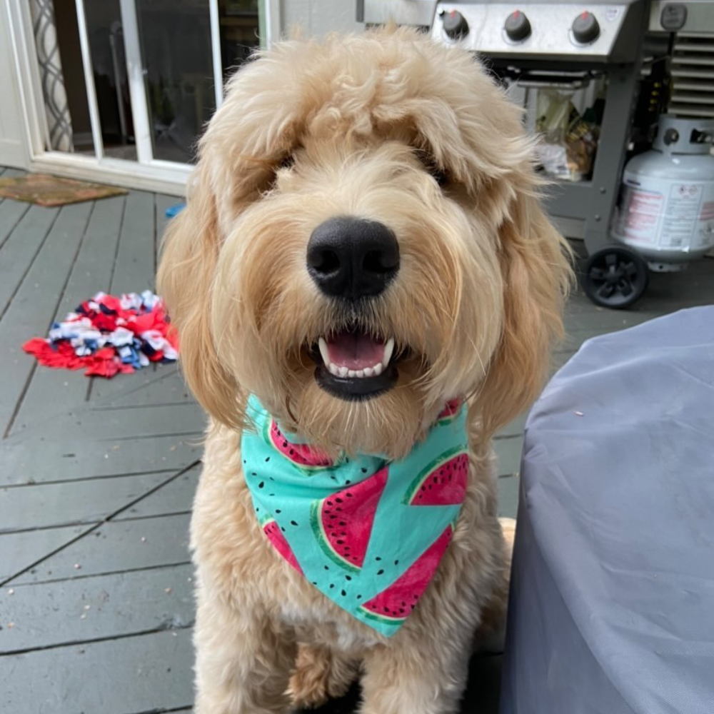 Summer Watermelon Dog Bandana