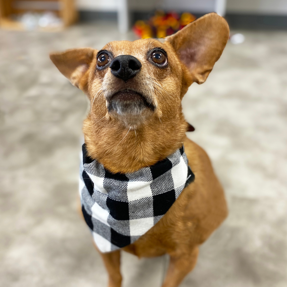 Black and White Buffalo Plaid Dog Bandana