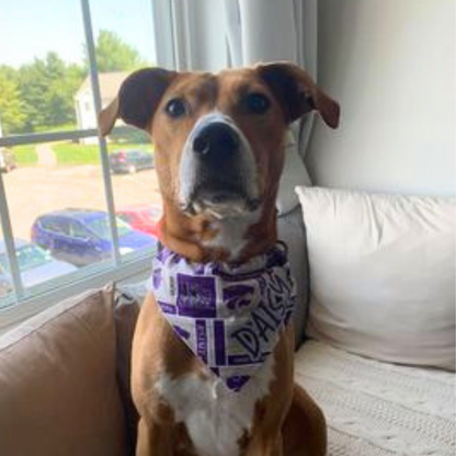Kansas State University Wildcats Dog Bandana