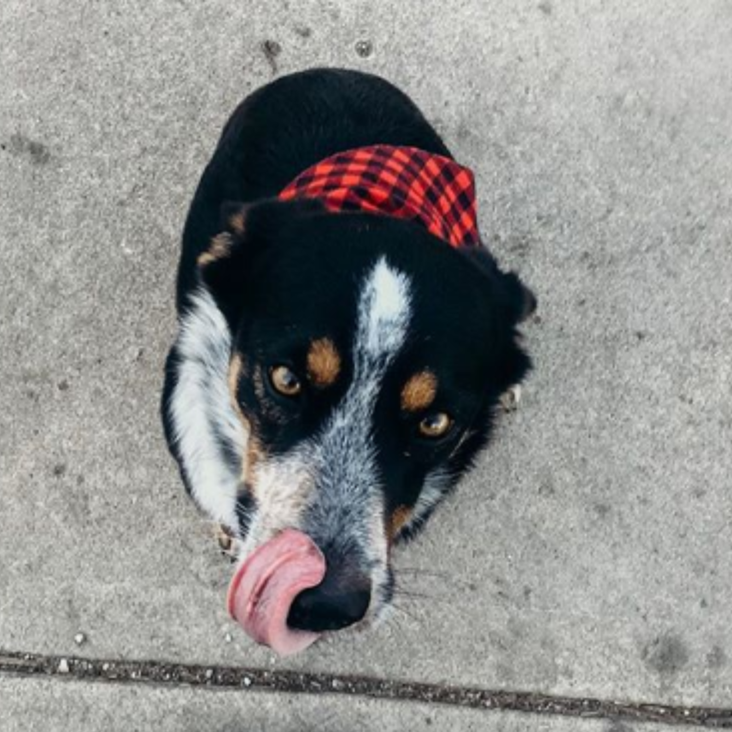 Buffalo Dark Red Black Dog Bandana