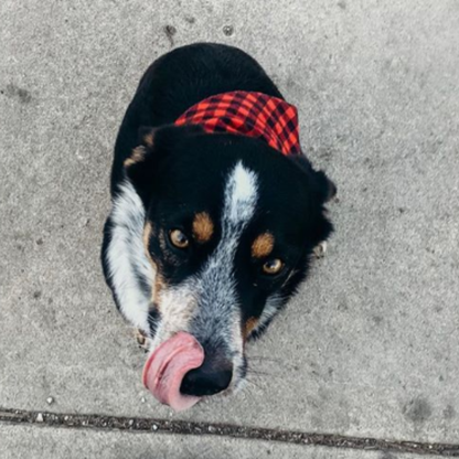 Buffalo Dark Red Black Dog Bandana