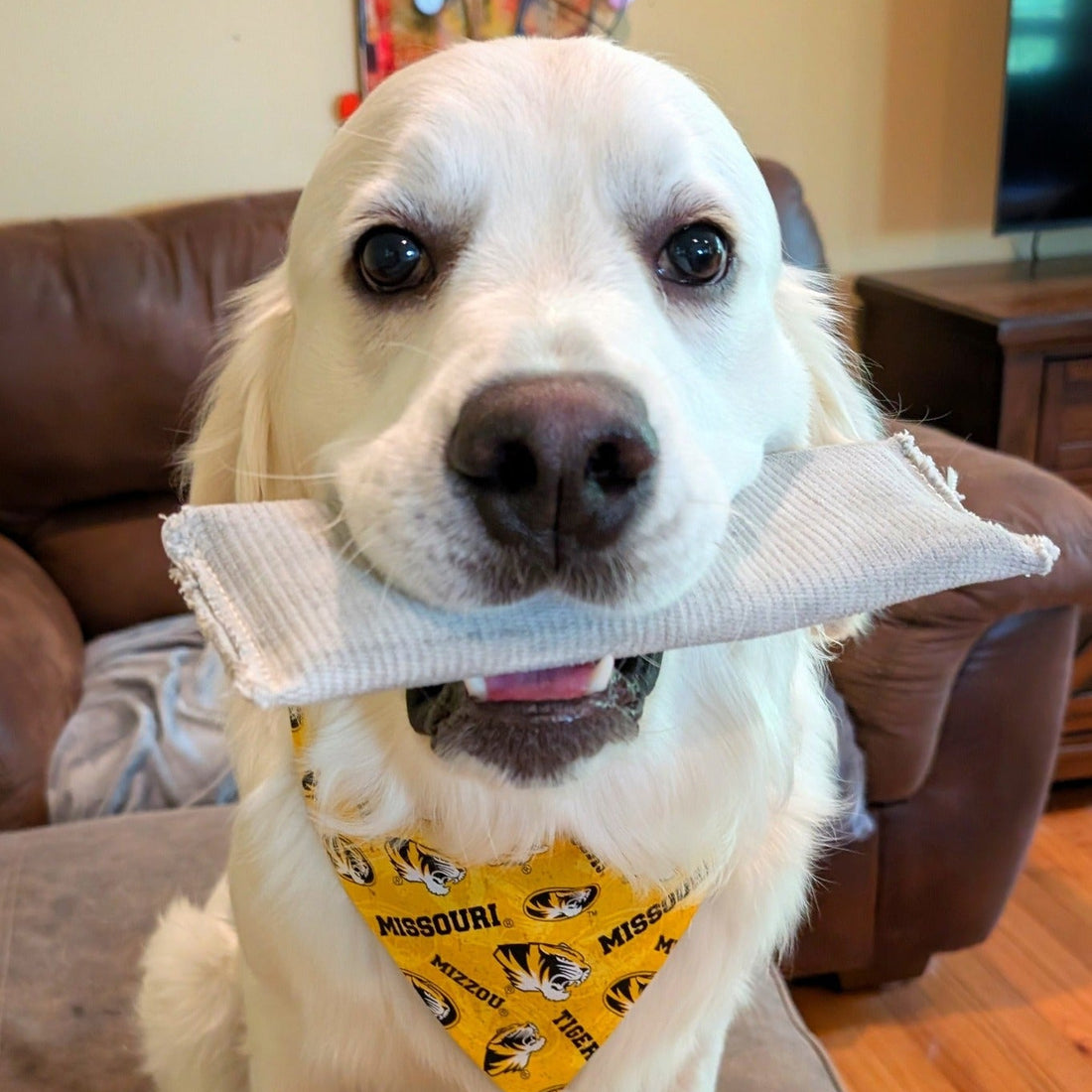 University Of Missouri Tigers Dog Bandana