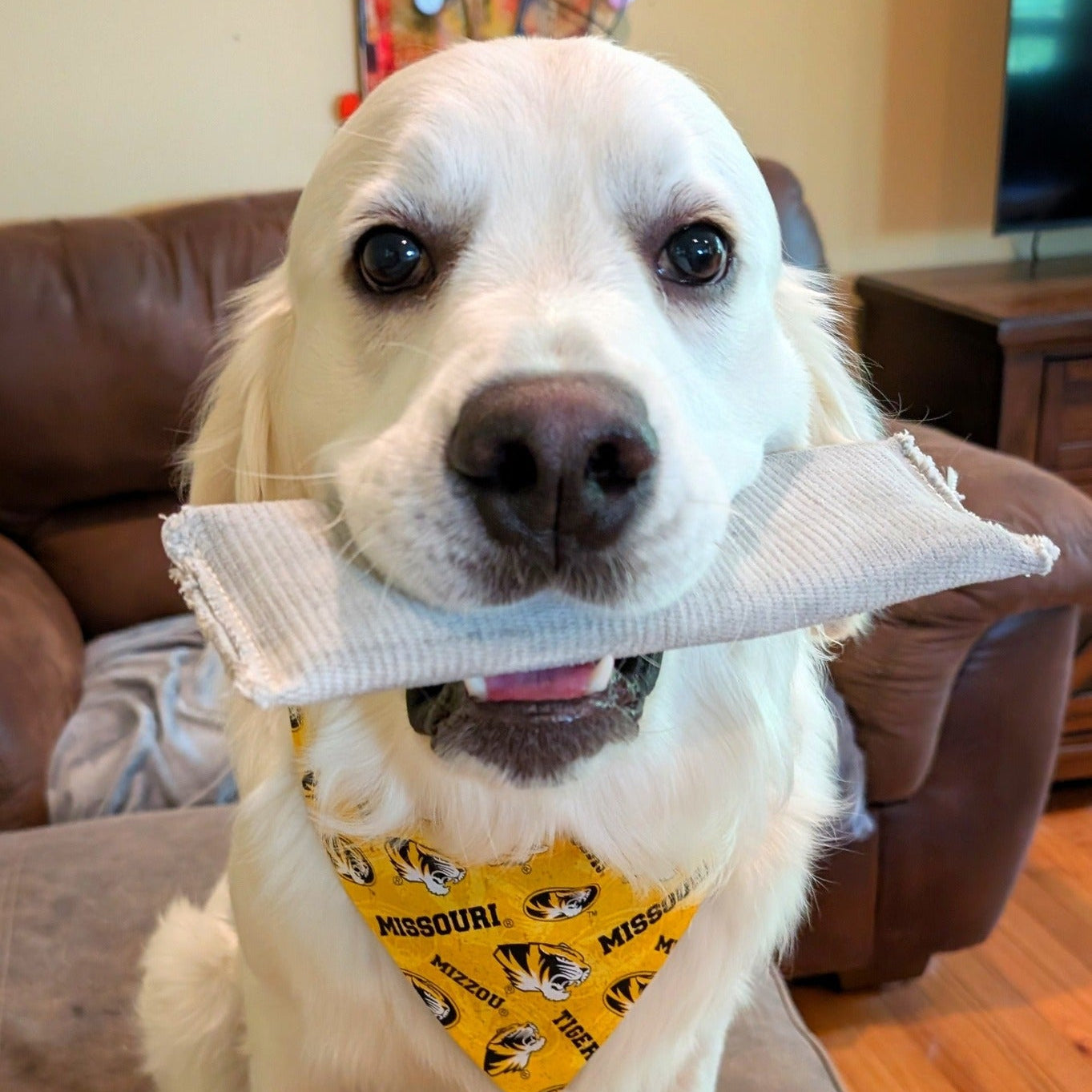University Of Missouri Tigers Dog Bandana