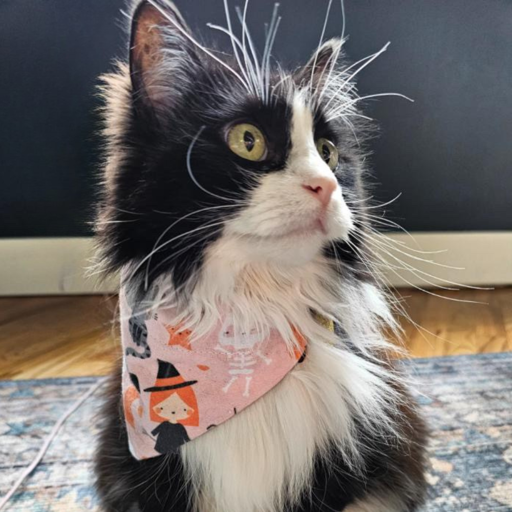 Halloween Girl Dog Bandana