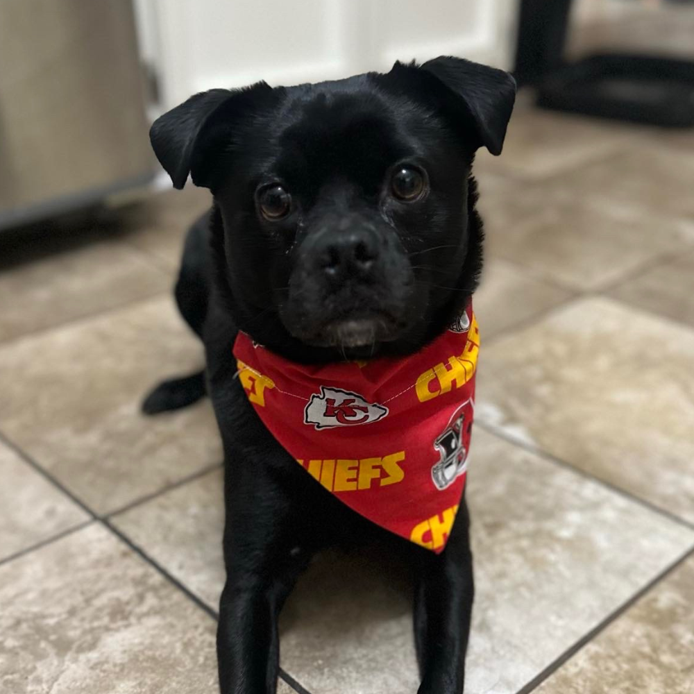 Red Kansas City Chiefs Helmet  Dog Bandana