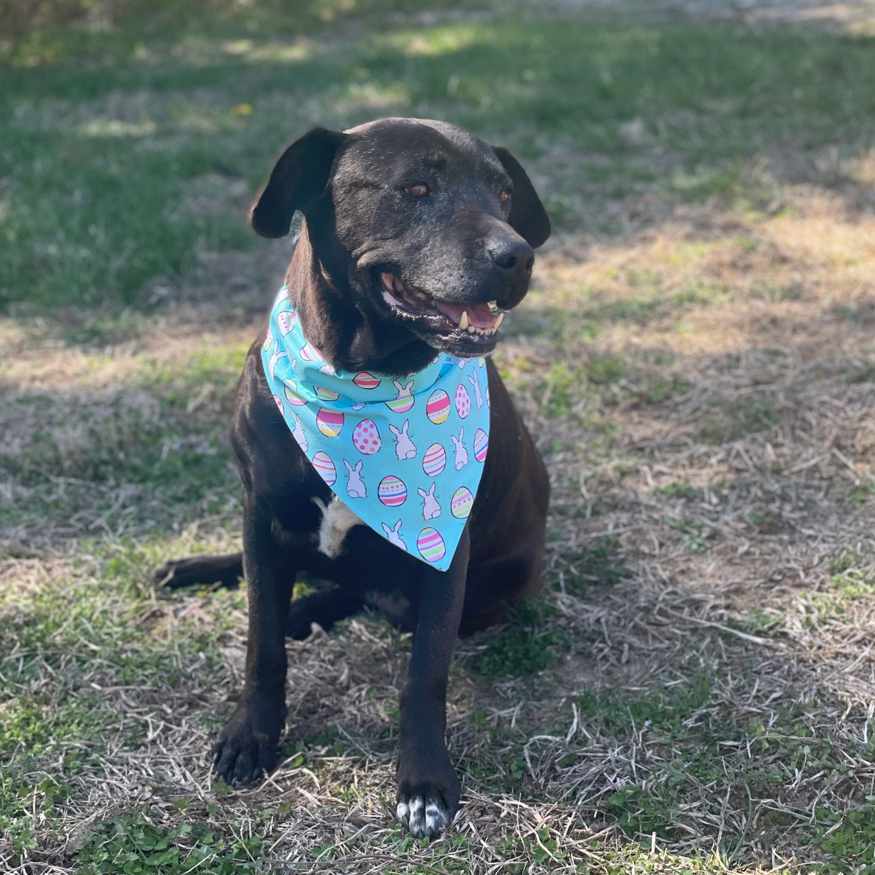 Easter Egg Dog Bandana