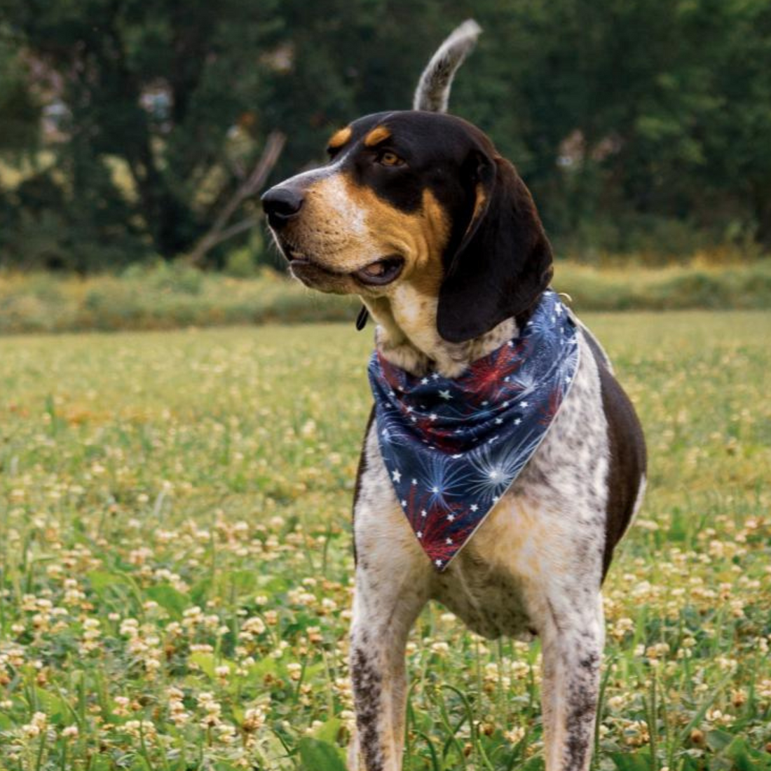 4th of July Firework Dog Bandana