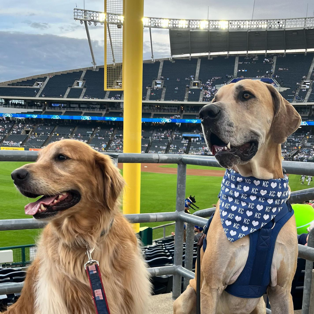 Blue KC Heart Dog Bandana