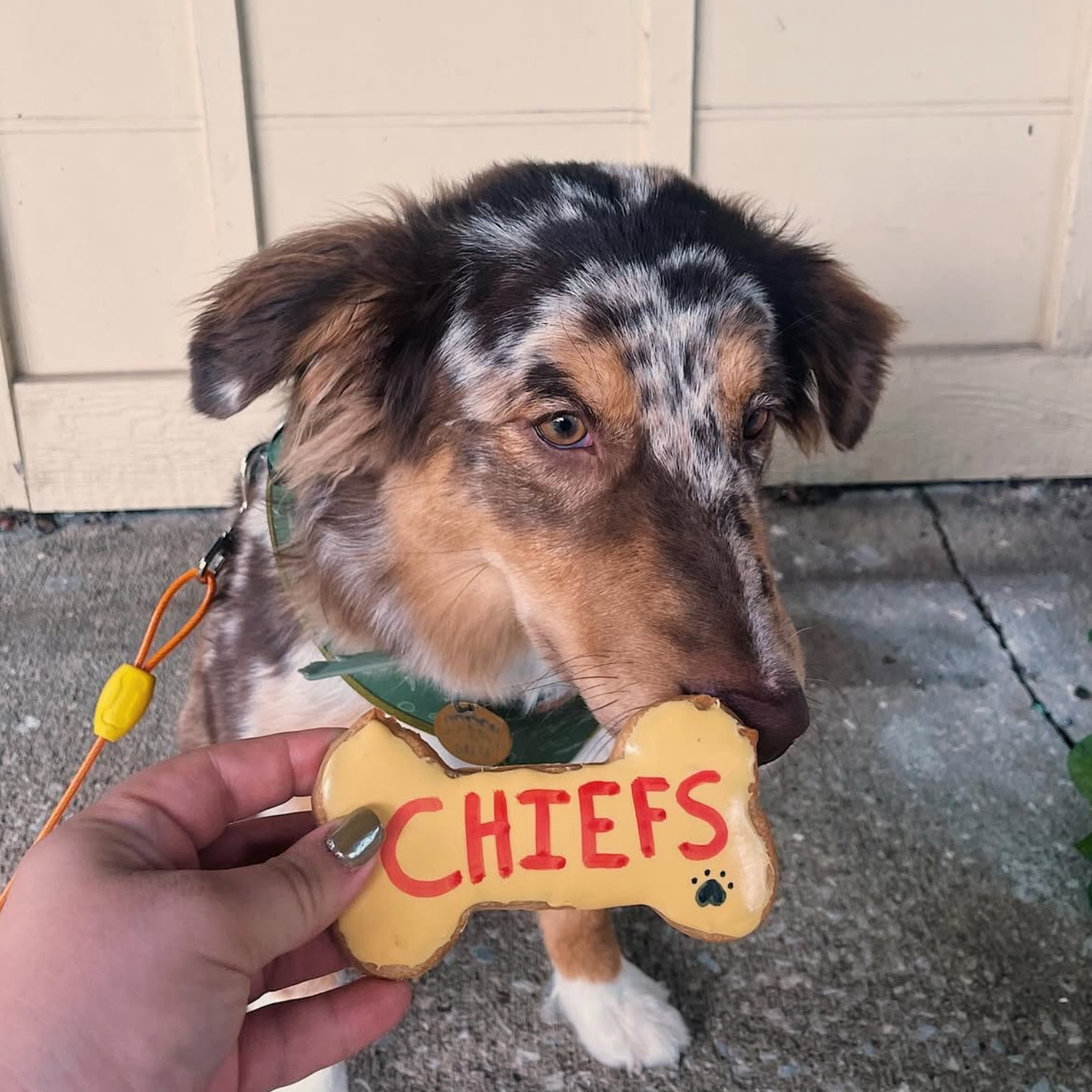 Kansas City Chiefs Jumbo Dog Cookie