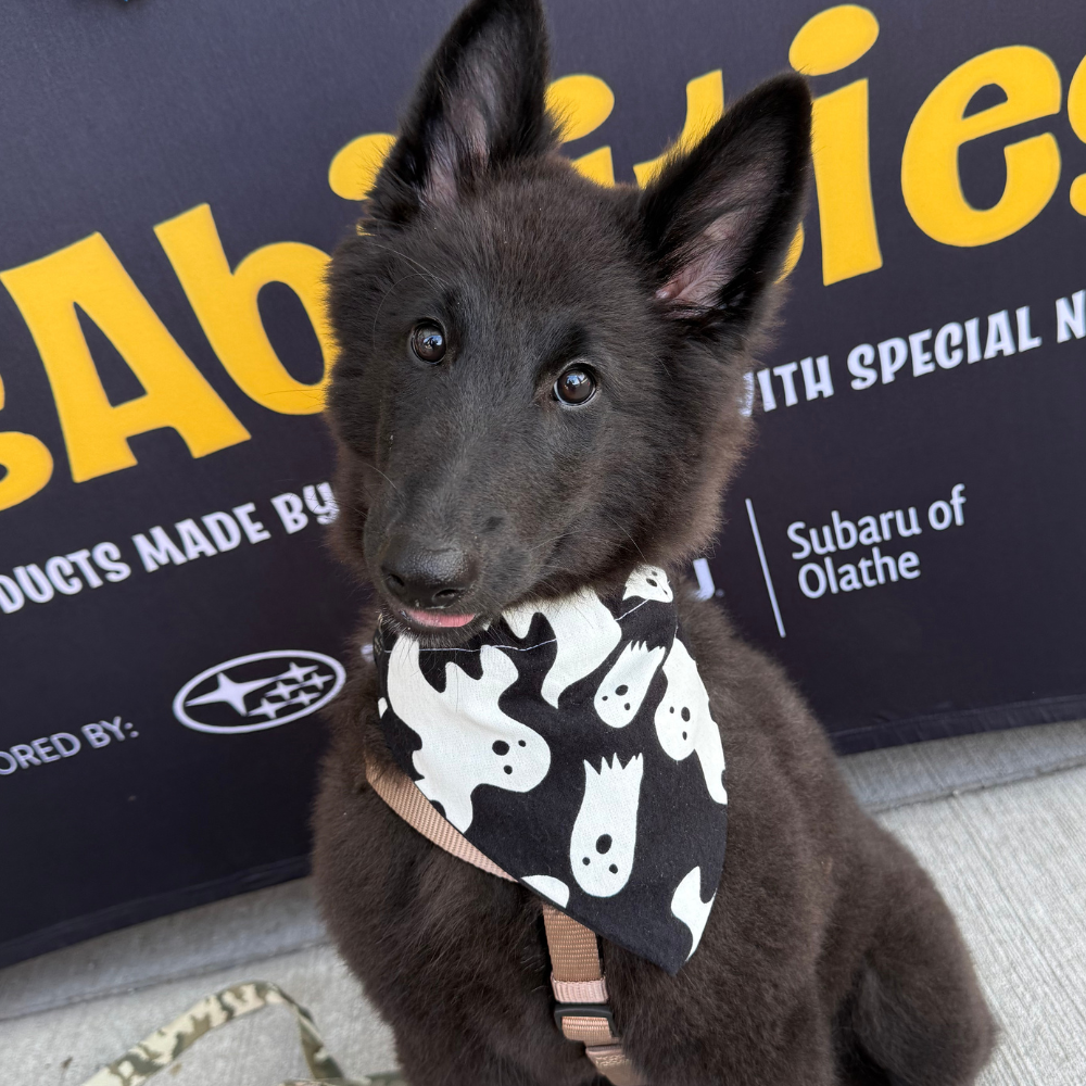 Halloween Black Ghost Dog Bandana