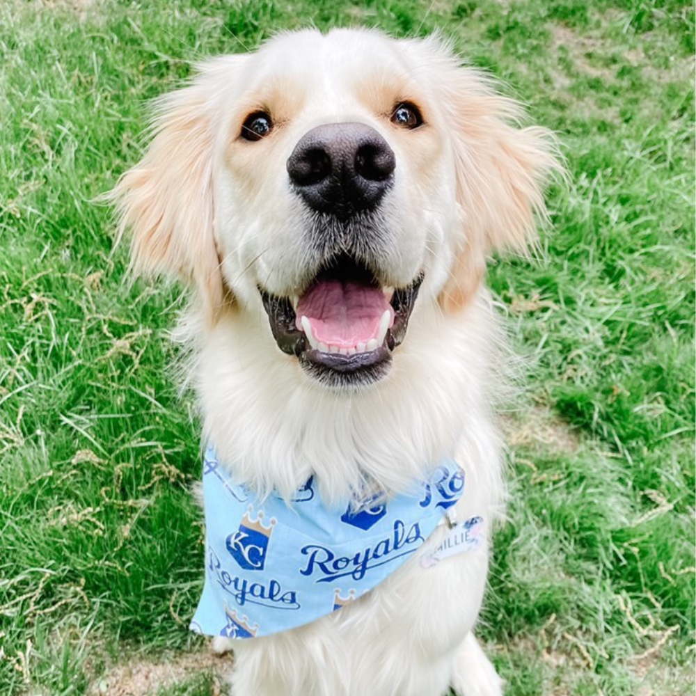 Light Blue Kansas City Royals Dog Bandana