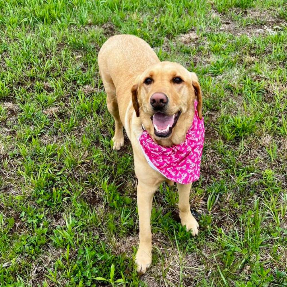Barbie Dog Bandana