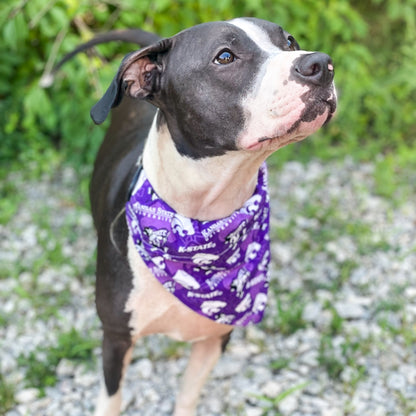 Kansas State University Purple Dog Bandana