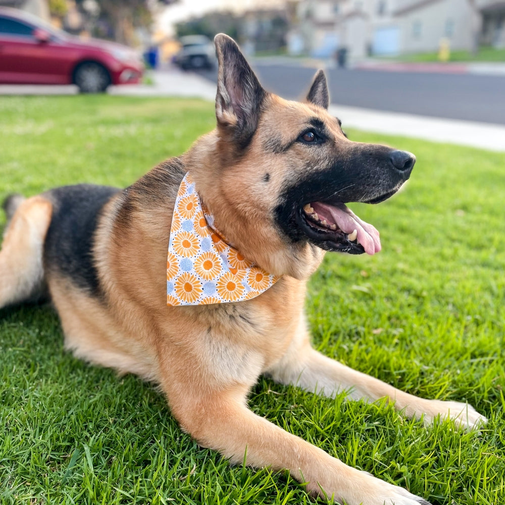 Sunflower Blue Dot Dog Bandana