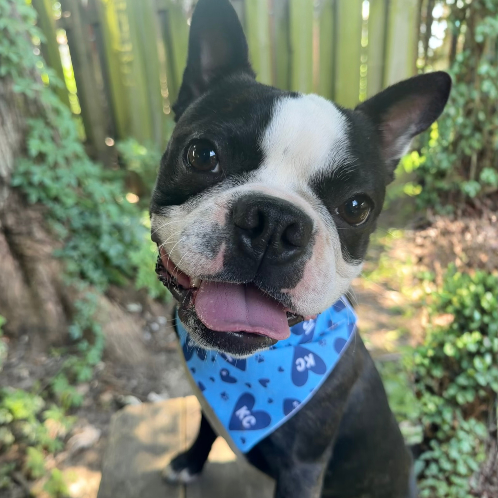Blue and White KC Hearts Dog Bandana