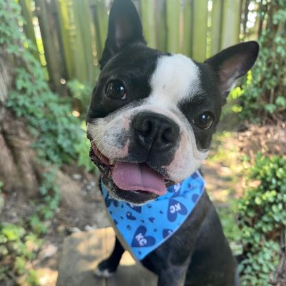 Blue and White KC Hearts Dog Bandana