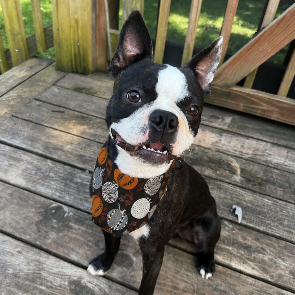 Patterned Pumpkin Dog Bandana