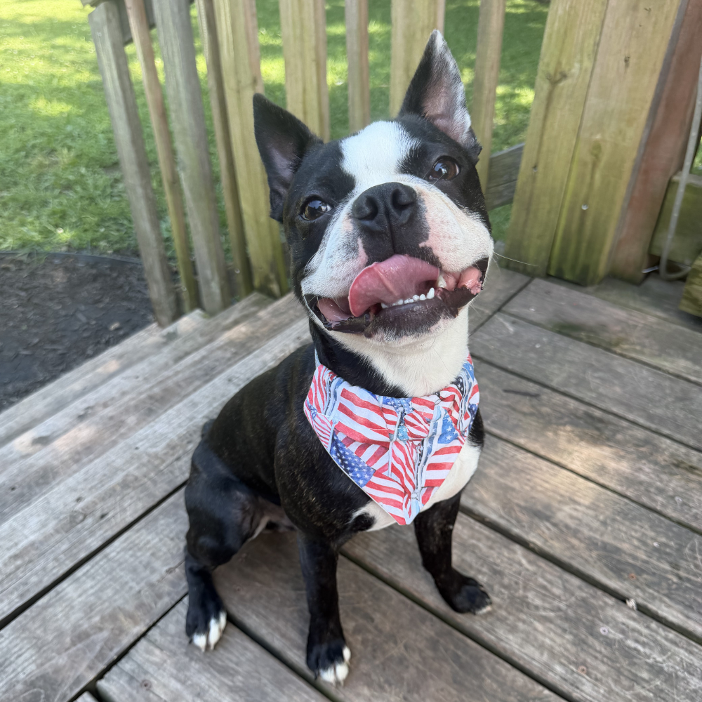 Patriotic Packed Flags on Pole Dog Bandana