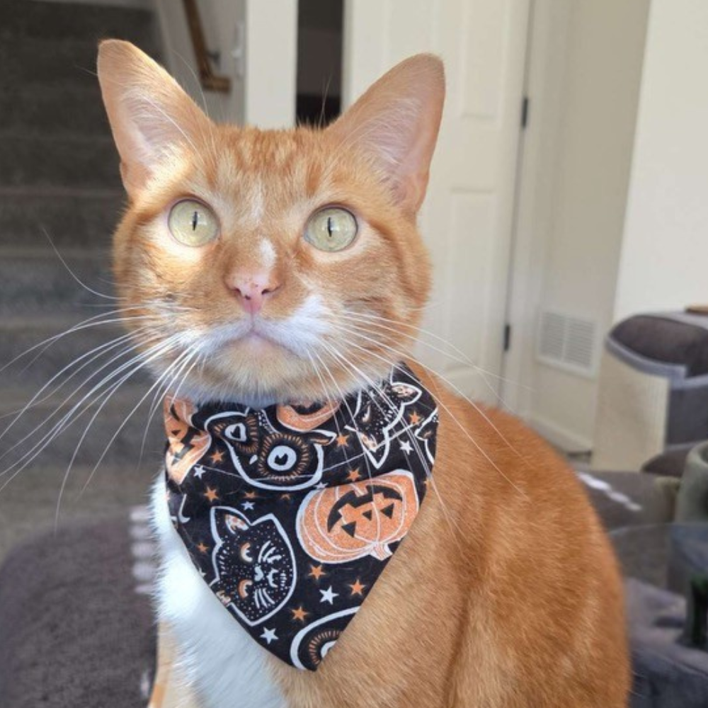 Halloween Cat, Owl, Pumpkin Dog Bandana
