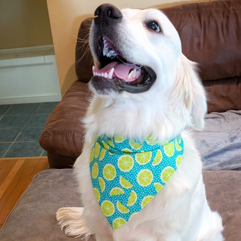 Limes and Dots Dog Bandana