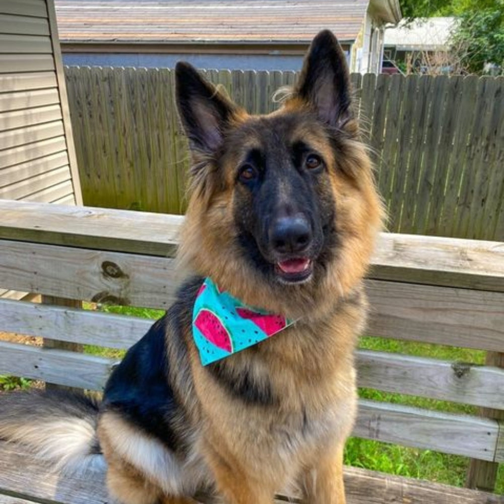 Summer Watermelon Dog Bandana