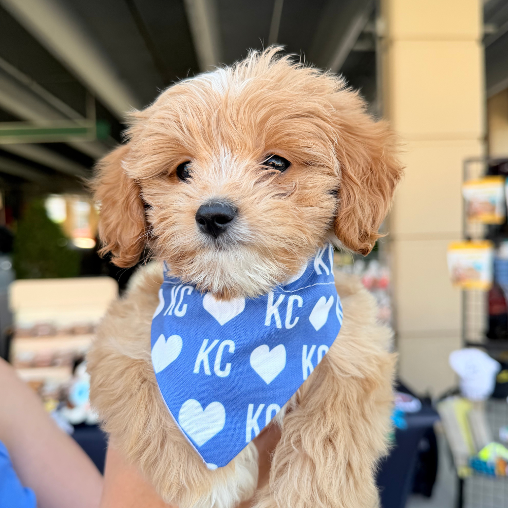 Blue KC Heart Dog Bandana