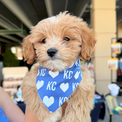 Blue KC Heart Dog Bandana