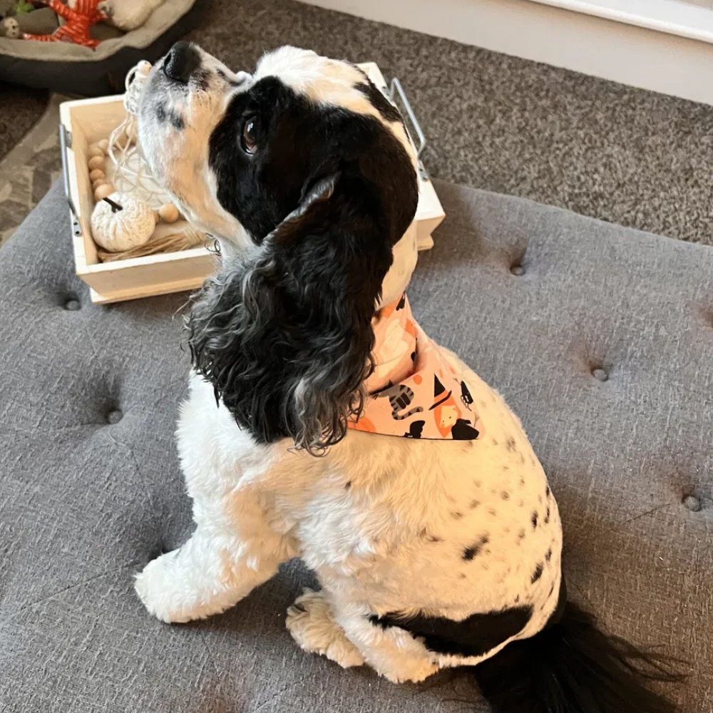 Halloween Girl Dog Bandana
