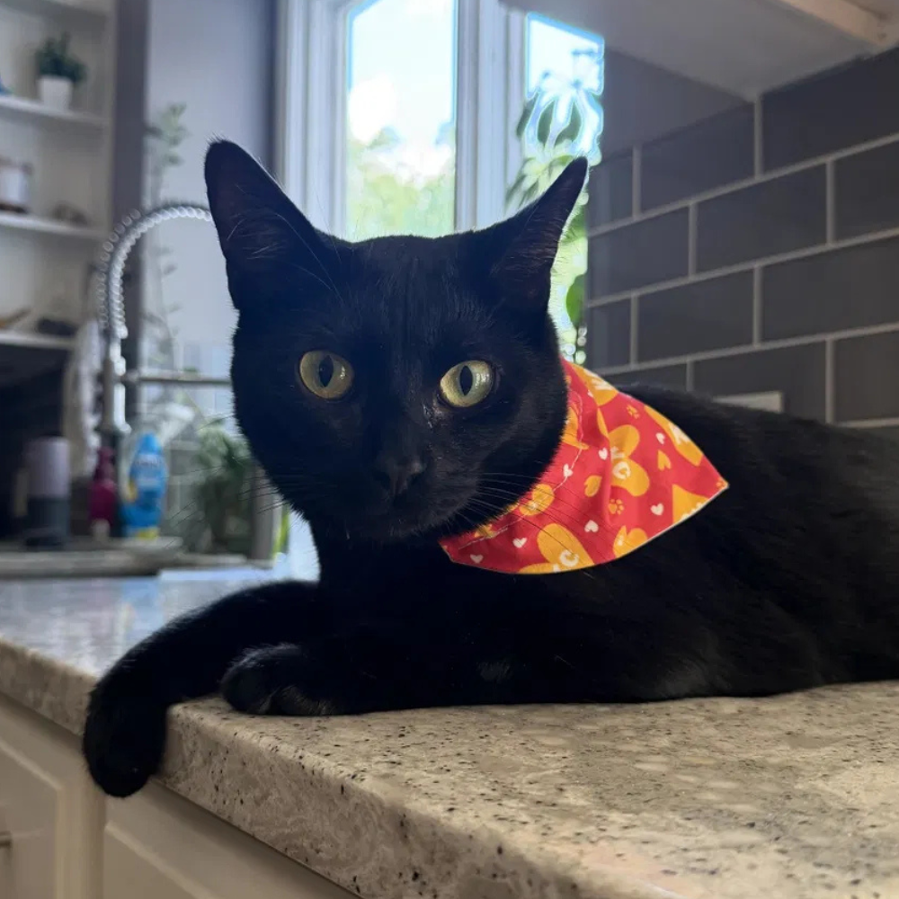 Red and Gold KC Hearts Dog Bandana