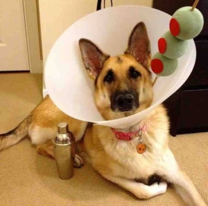 10 Last Minute Diy Halloween Costumes For Your Furry Friends Paws Kc